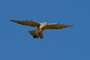 kestrel